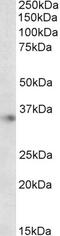 Parvalbumin antibody, 46-135, ProSci, Immunohistochemistry frozen image 