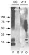 Amyloid Fibrils antibody, NBP1-97929, Novus Biologicals, Western Blot image 