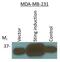 Transmembrane Protein 173 antibody, NBP2-24683, Novus Biologicals, Western Blot image 