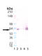 Mycobacterium tuberculosis groEL antibody, ADI-SPS-875-F, Enzo Life Sciences, Western Blot image 