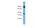 Protocadherin Beta 15 antibody, GTX46078, GeneTex, Western Blot image 