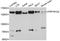 Protein Phosphatase 1 Regulatory Subunit 12A antibody, A0587, ABclonal Technology, Western Blot image 