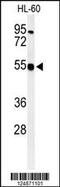 Heparan Sulfate 2-O-Sulfotransferase 1 antibody, 63-096, ProSci, Western Blot image 