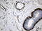 Actin Alpha 2, Smooth Muscle antibody, LS-C797025, Lifespan Biosciences, Immunohistochemistry paraffin image 