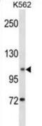 Anoctamin 1 antibody, abx030219, Abbexa, Western Blot image 