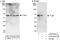 Target of EGR1 protein 1 antibody, A303-643A, Bethyl Labs, Western Blot image 