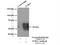 Tubulin Gamma 1 antibody, 15176-1-AP, Proteintech Group, Immunoprecipitation image 