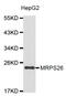 Mitochondrial Ribosomal Protein S26 antibody, abx003759, Abbexa, Western Blot image 