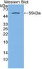 Kallikrein Related Peptidase 7 antibody, LS-C302508, Lifespan Biosciences, Western Blot image 