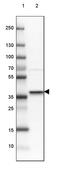 Syntaxin 16 antibody, PA5-59395, Invitrogen Antibodies, Western Blot image 