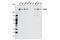 Ubiquitin Specific Peptidase 9 X-Linked antibody, 5751S, Cell Signaling Technology, Western Blot image 