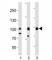 TLE Family Member 1, Transcriptional Corepressor antibody, F52994-0.4ML, NSJ Bioreagents, Western Blot image 