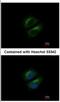 Poly(RC) Binding Protein 3 antibody, NBP2-19716, Novus Biologicals, Immunocytochemistry image 