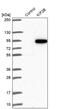 Kinesin Family Member 2B antibody, PA5-55186, Invitrogen Antibodies, Western Blot image 