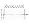 DnaJ homolog subfamily A member 2 antibody, VMA00274, Bio-Rad (formerly AbD Serotec) , Western Blot image 