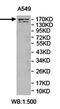 Zinc Finger FYVE-Type Containing 16 antibody, orb78285, Biorbyt, Western Blot image 