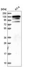 KRAB-A Domain Containing 1 antibody, HPA050448, Atlas Antibodies, Western Blot image 