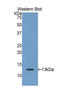 Follicle-stimulating hormone receptor antibody, LS-C300441, Lifespan Biosciences, Western Blot image 