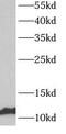 ATP Synthase Membrane Subunit G antibody, FNab00712, FineTest, Western Blot image 