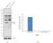 Ataxin 3 antibody, PA5-22369, Invitrogen Antibodies, Western Blot image 