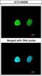 Heterogeneous Nuclear Ribonucleoprotein A1 antibody, GTX106208, GeneTex, Immunocytochemistry image 