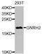 G Protein Subunit Gamma 10 antibody, PA5-76385, Invitrogen Antibodies, Western Blot image 