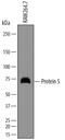 Protein S antibody, MAB4976, R&D Systems, Western Blot image 
