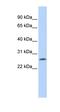 LOC391764 antibody, orb325634, Biorbyt, Western Blot image 