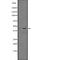 Growth Factor Independent 1B Transcriptional Repressor antibody, abx146950, Abbexa, Western Blot image 