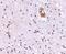 Transmembrane Channel Like 8 antibody, NBP1-76903, Novus Biologicals, Immunohistochemistry frozen image 