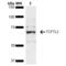 Transcription Factor 7 Like 2 antibody, LS-C775046, Lifespan Biosciences, Western Blot image 