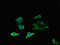 Olfactomedin Like 1 antibody, CSB-PA740917LA01HU, Cusabio, Immunofluorescence image 