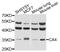 Carbonic Anhydrase 4 antibody, MBS127739, MyBioSource, Western Blot image 