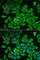 Deoxythymidylate Kinase antibody, A6370, ABclonal Technology, Immunofluorescence image 