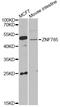 Zinc Finger Protein 785 antibody, STJ29747, St John