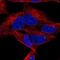 Distal-Less Homeobox 6 antibody, NBP2-56915, Novus Biologicals, Immunofluorescence image 