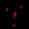 Neutrophil Cytosolic Factor 2 antibody, abx141595, Abbexa, Western Blot image 
