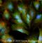 TNF Alpha Induced Protein 3 antibody, NBP1-77533, Novus Biologicals, Immunofluorescence image 