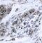 X-Linked Inhibitor Of Apoptosis antibody, PA5-47950, Invitrogen Antibodies, Immunohistochemistry frozen image 