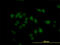 CDKN2A Interacting Protein antibody, LS-C133775, Lifespan Biosciences, Immunofluorescence image 