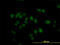 CaRF antibody, LS-C133775, Lifespan Biosciences, Immunofluorescence image 