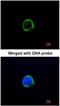 GRIP1 Associated Protein 1 antibody, NBP1-31077, Novus Biologicals, Immunocytochemistry image 
