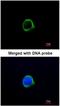 GRIP1-associated protein 1 antibody, NBP1-31077, Novus Biologicals, Immunocytochemistry image 