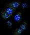 O-6-Methylguanine-DNA Methyltransferase antibody, abx027641, Abbexa, Immunofluorescence image 