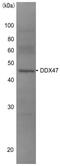 DEAD-Box Helicase 47 antibody, GTX00726, GeneTex, Western Blot image 