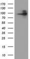 Folate Hydrolase 1 antibody, NBP2-02045, Novus Biologicals, Western Blot image 