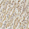 Collagen Type V Alpha 1 Chain antibody, LS-C331504, Lifespan Biosciences, Immunohistochemistry frozen image 
