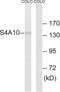 Solute Carrier Family 4 Member 8 antibody, LS-C120413, Lifespan Biosciences, Western Blot image 