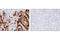 Anterior Gradient 2, Protein Disulphide Isomerase Family Member antibody, 13062P, Cell Signaling Technology, Immunohistochemistry paraffin image 