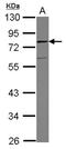 Sorbin And SH3 Domain Containing 3 antibody, NBP2-20861, Novus Biologicals, Western Blot image 